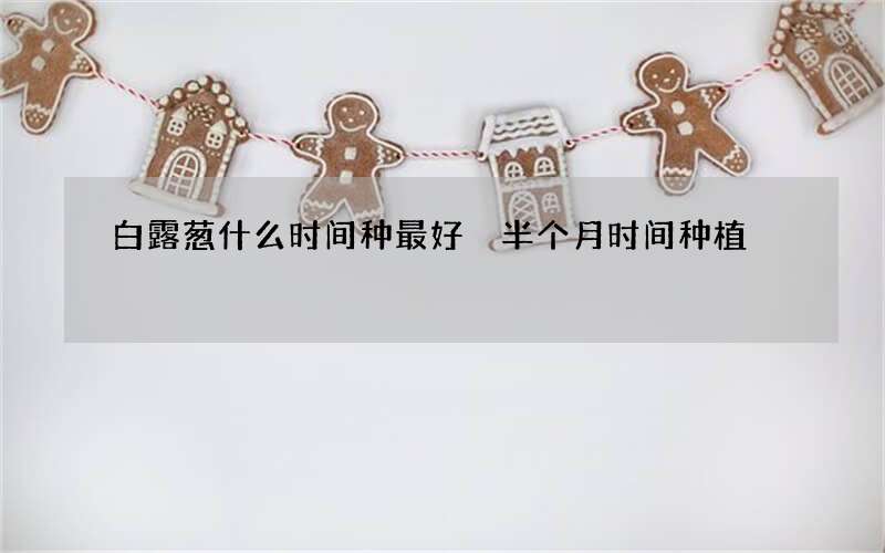 白露葱什么时间种最好 半个月时间种植